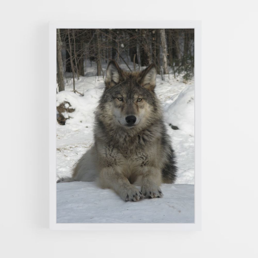 Poster Loup Neige