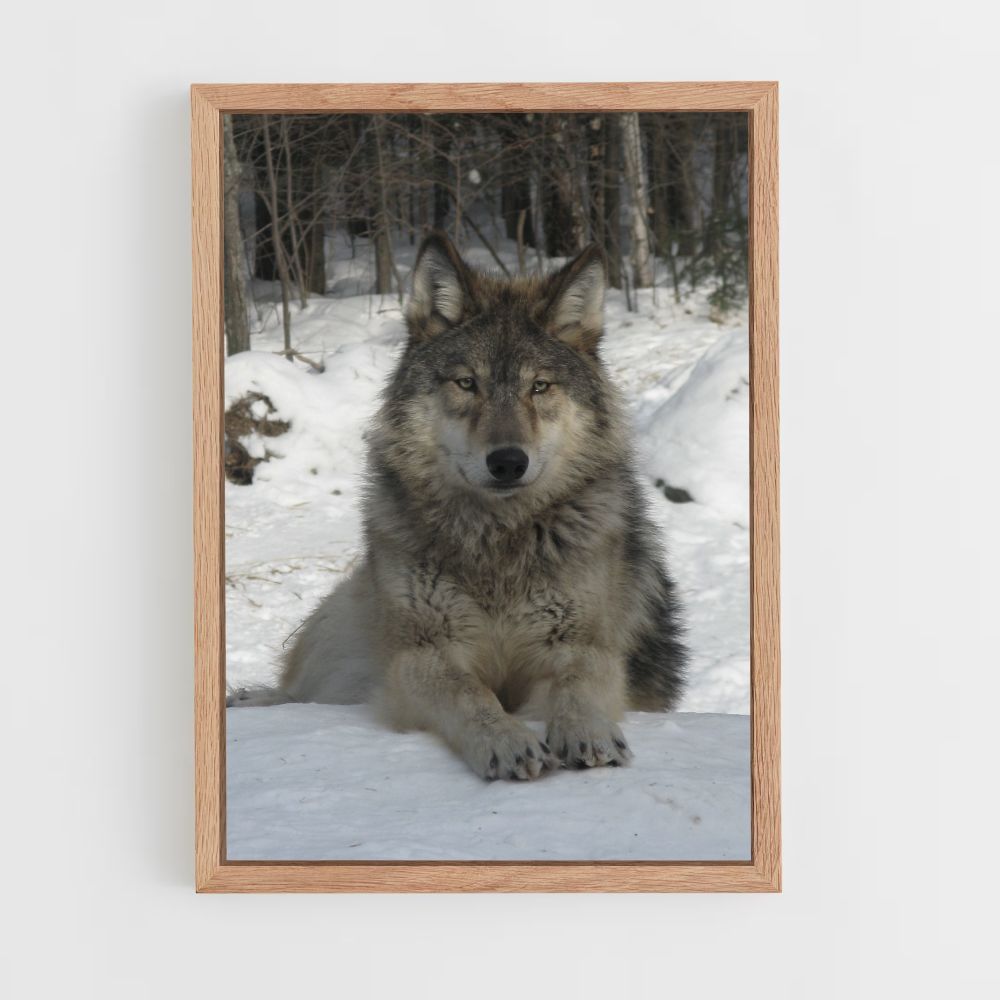 Poster Loup Neige