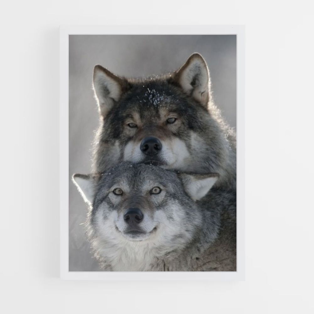 Poster Loup Mignons