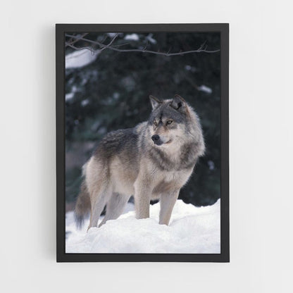 Poster Loup Hiver