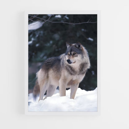 wolf-5 cadre Blanc