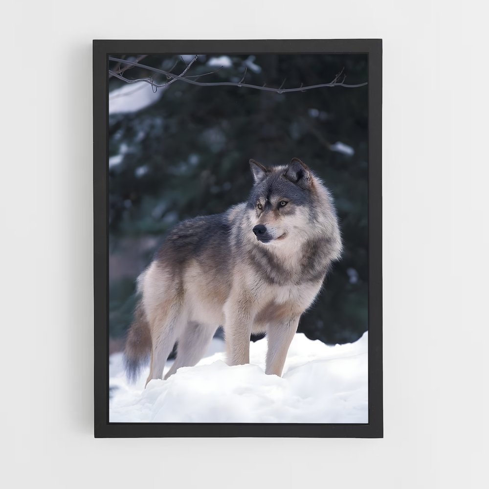 wolf-5 cadre Noir