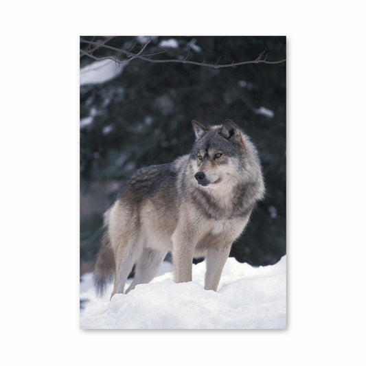 Poster Loup Hiver