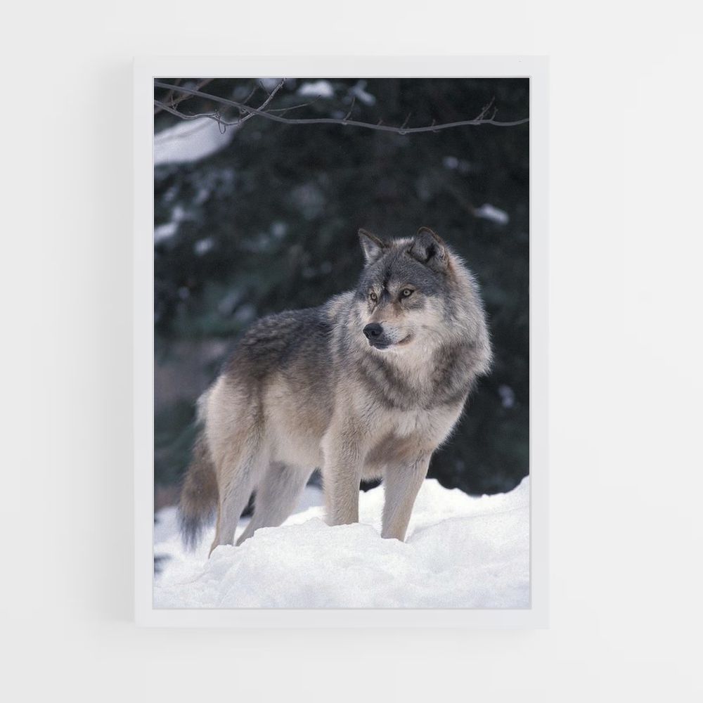 Poster Loup Hiver