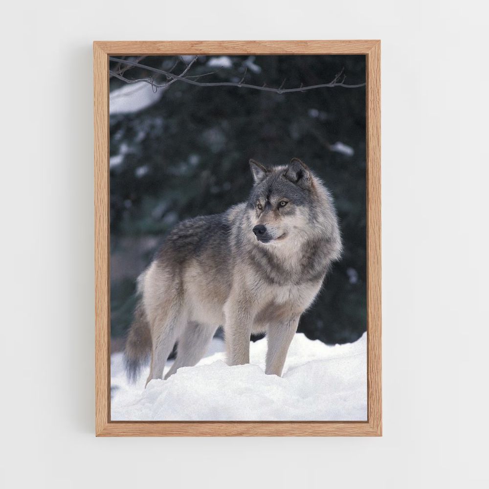 Poster Loup Hiver