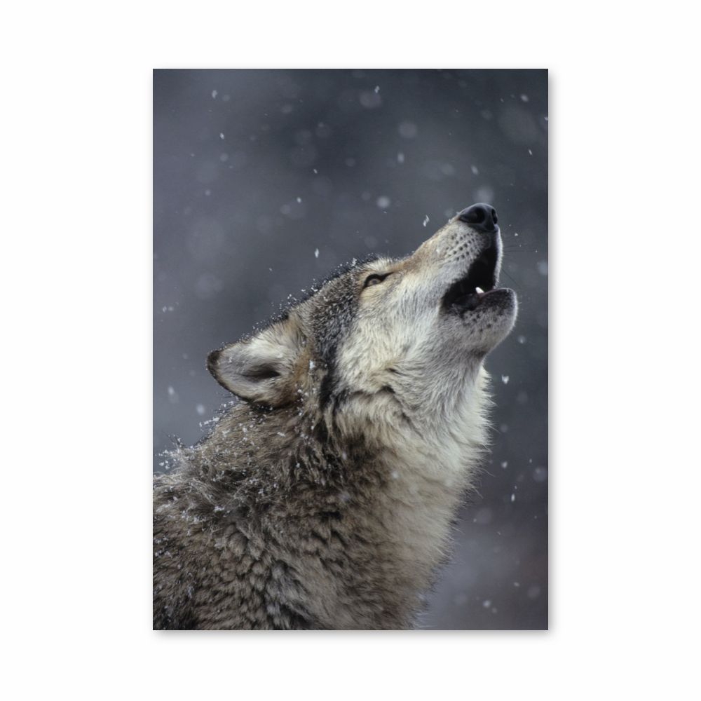 Poster Loup Chant